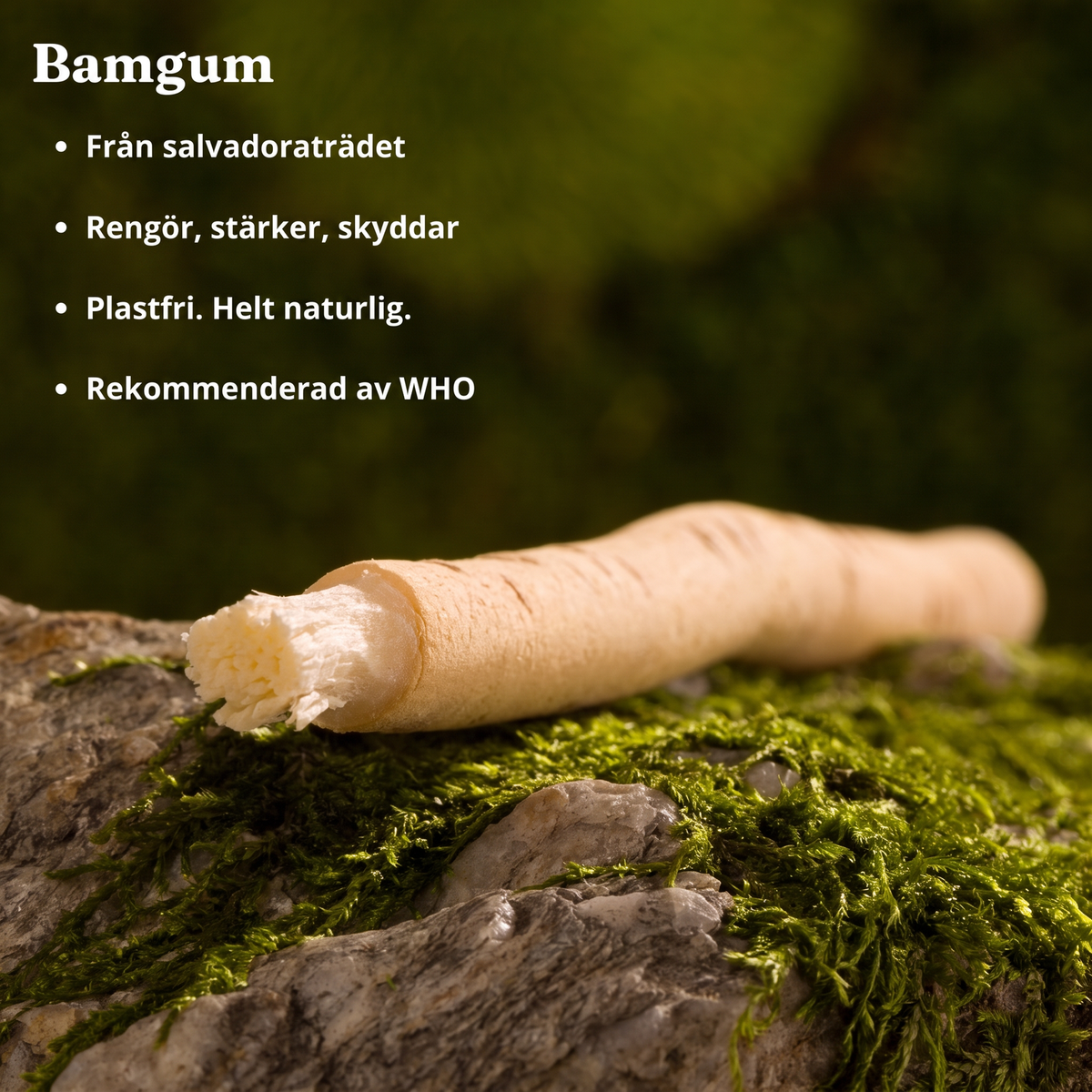 Bamgum - Miswak naturlig tandborste (3 st.)